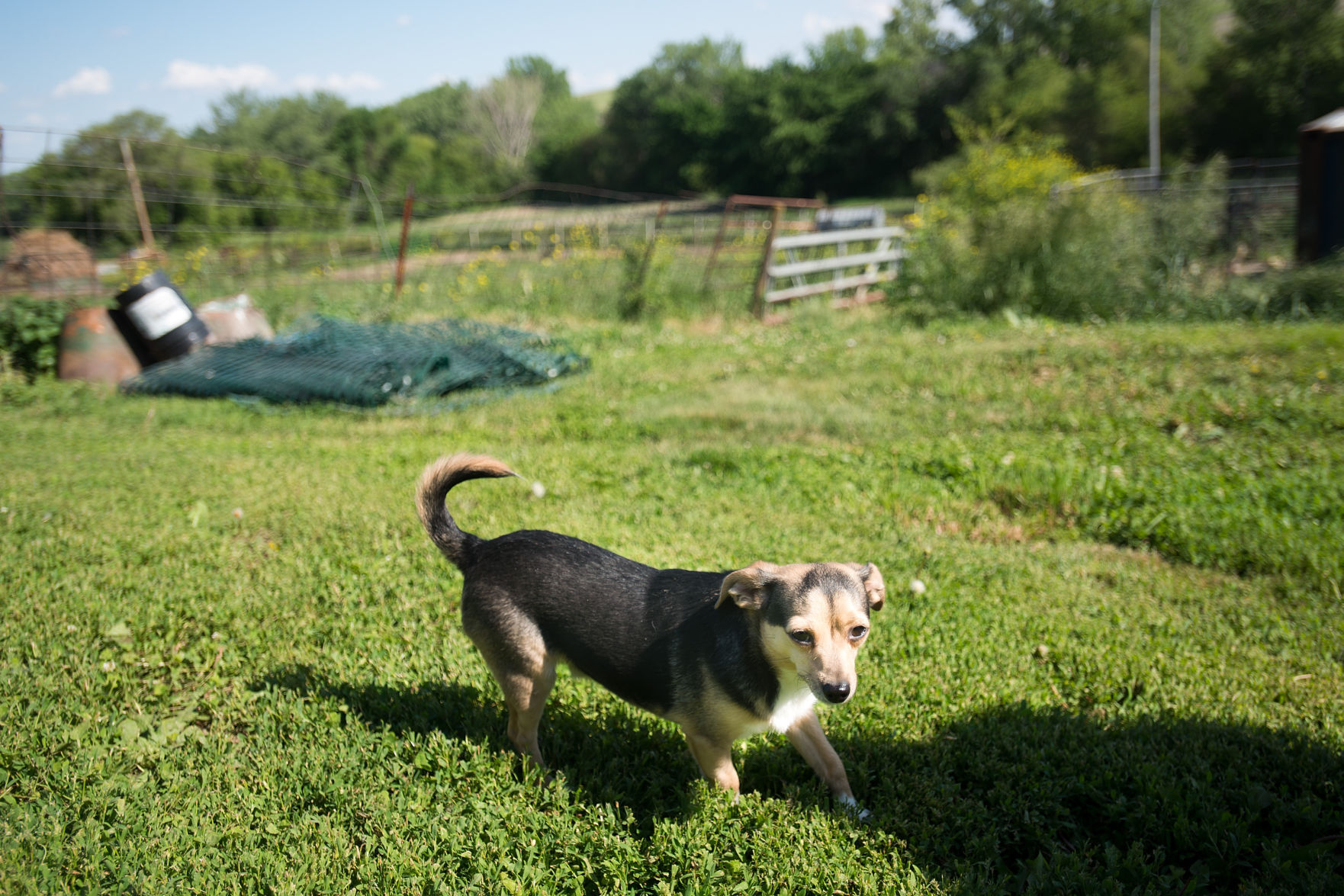12 Hills Dog Rescue